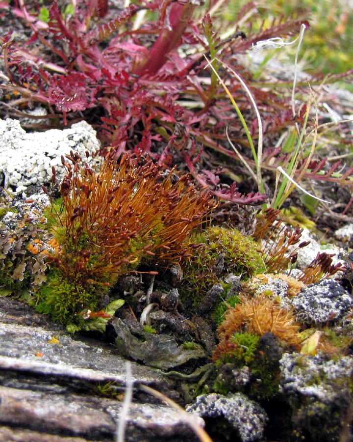 Tortula leucostoma
